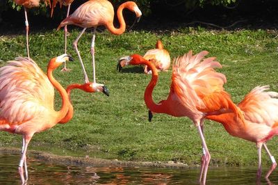 Flamingos’ Social Lives are Full of Cliques, New Study Reveals