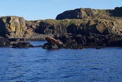 'Massive' walrus spotted enjoying the sunshine on Scotland's west coast