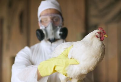 Bird flu outbreak spills over to farms
