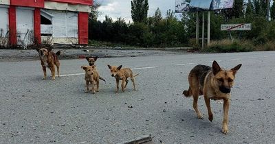 Fears of mass rabies outbreak in Europe thanks to Ukraine war