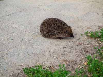 Air New Zealand flight delayed by hedgehog on the runway