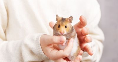 'I thought buying my son a hamster was a cute idea - until it escaped THREE cages'