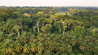Bongo, Macron host Gabon summit to protect and promote tropical forests