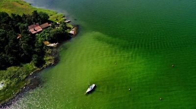 Phytoplankton Blooms See Two-Decade Surge along World’s Coastlines