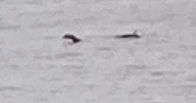 'Loch Ness monster spotted off English coast' as Scots cry 'we've lost our monster'