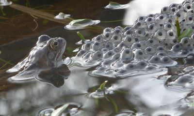Eagerly awaiting the arrival of frogspawn