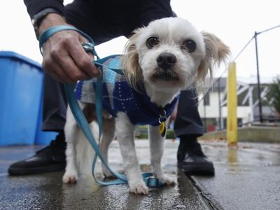 New plan to keep cats and dogs in their 'forever homes'
