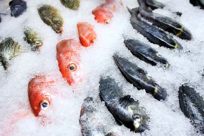 CSFs ensure more accessible fresh fish