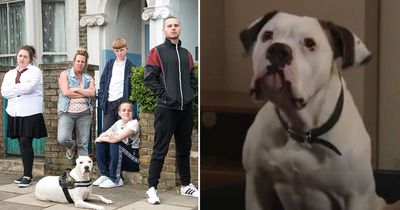 EastEnders' dog Bronson will die in weeks without treatment as owners plead for help