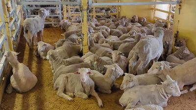 Jackie Jarvis accepts federal live sheep export ban but industry says fight not over