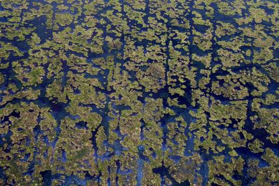 Supreme Court keeps wetland damage lawsuits in state courts