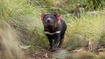 Tasmanian devil facial tumour disease found in formerly disease-free north-west population