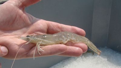 White spot disease detected on second NSW prawn farm, DPI extends restrictions
