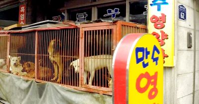 North Korea opens new luxury dog meat restaurant in 'healthy eating drive'