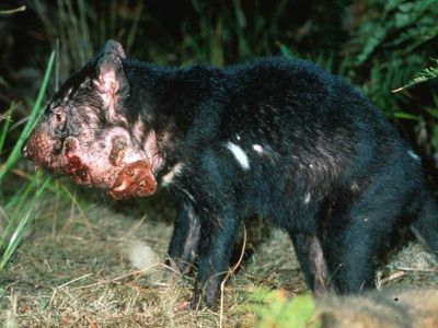 Tasmanian devil cancer found in 'disease-free' area