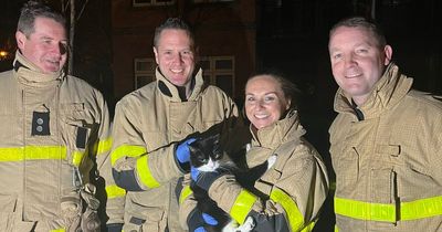 Family pet has purrfect rescue and avoids cat-astrophe thanks to Dublin Fire Brigade
