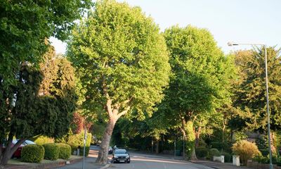 Nearly half of English neighbourhoods ‘have less than 10% tree cover’