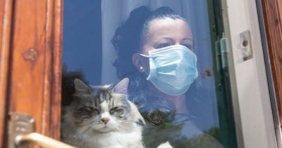 Ministers considered killing all CATS at start of pandemic, claims ex health minister