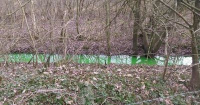 Pollution leak from business turns river bright green