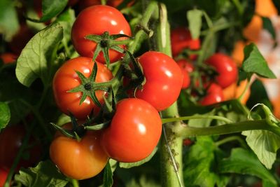 5 tips for growing your own tomatoes, according to a gardening expert