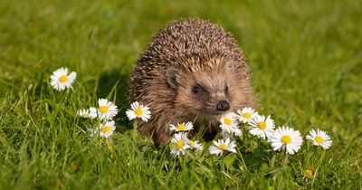 Flight brought to 'grinding halt' because of a hedgehog on the runway