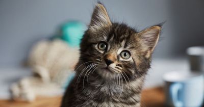 UK ministers considered 'culling all cats' at start of Covid-19 pandemic