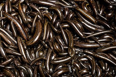 Scientists Just ‘Grew’ Electrodes in Leeches. Can It Be Done in Humans, Too?