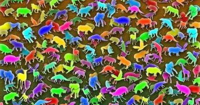 Only 'extraordinarily intelligent' people can spot the giraffe in this illusion