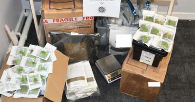 Massive cannabis haul along with guns and cash seized in Crumlin