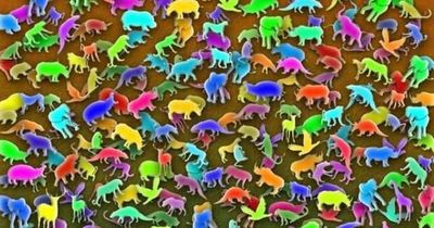 Only people with 'extraordinary intelligence' can spot giraffe in 11 seconds