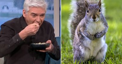 This Morning fans fume as squirrel cooked and eaten live on TV as Holly Willoughby gags