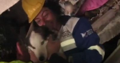 Turkey earthquake: Dog pulled from rubble after being buried alive for 23 days