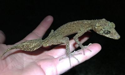 ‘Like a little dragon’: new gecko species discovered on rugged Queensland island