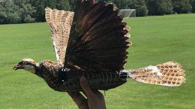 These Zombie Drones Are Made From The Bodies Of Dead Birds