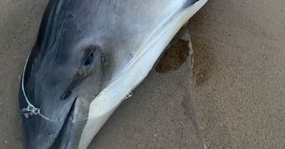 Harbour porpoise found dead on South Shields beach before being removed