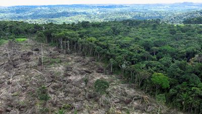 Tropical deforestation significantly reduces rainfall, study finds