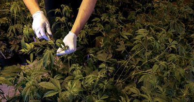 West Lothian £1.4 million cannabis farm raided by police in Livingston