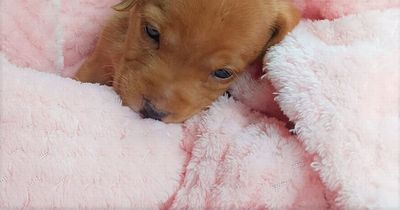 Starving puppy aged just 4 weeks found dumped in industrial estate
