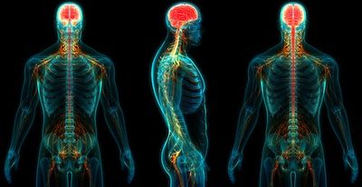 Can We Rebuild the Spinal Cord? These Scientists Are Redefining What's Possible