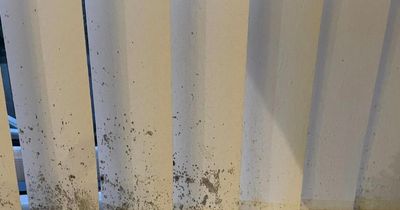 Mrs Hinch fan shares 'game changing' tip to remove mould from blinds with no scrubbing