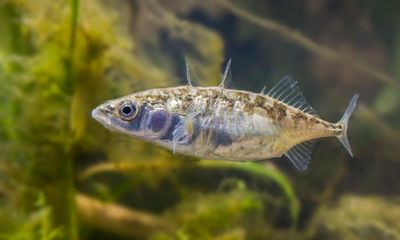 Social rules help varied personalities work as a team, fish study shows