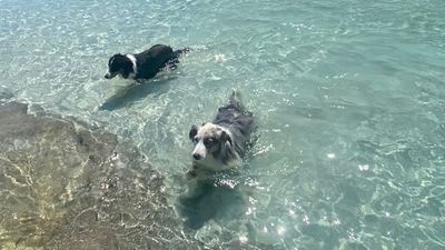 Owners of Australian shepherd pulled under reef by rip at Esperance beach call for better signage
