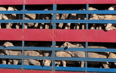 Aussie live sheep export trade on the chopping block