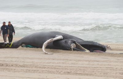 Whale safety research planned near East Coast wind farms