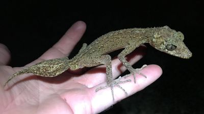 New species of leaf-tailed gecko discovered on Scawfell Island in Great Barrier Reef