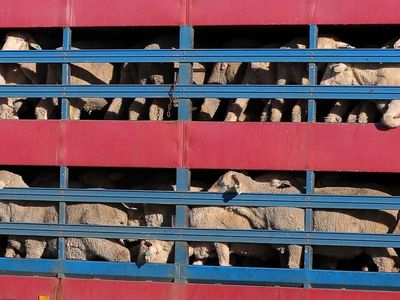 Sheep exporters 'disgusted' by push to ban live trade