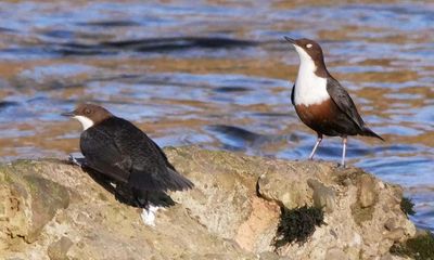 Country diary: Clean water brings the dippers