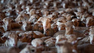 WA industry to consider 'legal avenues' if federal government's live sheep export ban goes ahead