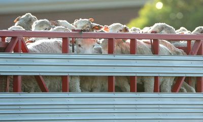Australia to phase out live sheep export amid opposition from peak farmers body