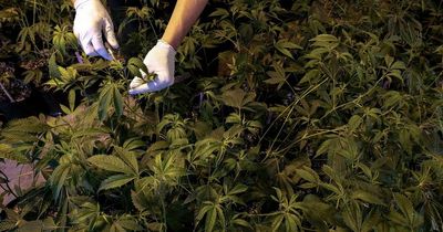 £1.4 million cannabis farm raided by police in Livingston